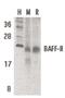 TNF Receptor Superfamily Member 13C antibody, PA5-20013, Invitrogen Antibodies, Western Blot image 