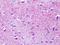 G Protein-Coupled Receptor 139 antibody, NLS2716, Novus Biologicals, Immunohistochemistry frozen image 