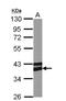 Adiponectin Receptor 1 antibody, NBP2-15300, Novus Biologicals, Western Blot image 