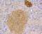 STAT3 antibody, NBP2-67432, Novus Biologicals, Immunohistochemistry paraffin image 