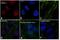 Quiescin Sulfhydryl Oxidase 1 antibody, MA1-014-D550, Invitrogen Antibodies, Immunofluorescence image 