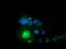 Syntrophin Alpha 1 antibody, MA5-25322, Invitrogen Antibodies, Immunocytochemistry image 