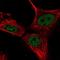 HESX1 antibody, NBP1-89090, Novus Biologicals, Immunofluorescence image 