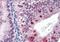 Fanconi anemia group G protein antibody, orb88624, Biorbyt, Immunohistochemistry paraffin image 