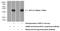 MYCL Proto-Oncogene, BHLH Transcription Factor antibody, 14584-1-AP, Proteintech Group, Western Blot image 