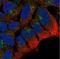 PTP-NP antibody, NBP1-81628, Novus Biologicals, Immunofluorescence image 
