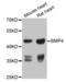 Bone Morphogenetic Protein 4 antibody, orb135131, Biorbyt, Western Blot image 