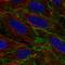 Brain Abundant Membrane Attached Signal Protein 1 antibody, HPA045218, Atlas Antibodies, Immunocytochemistry image 