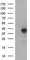 Malonyl-CoA-acyl carrier protein transacylase, mitochondrial antibody, TA507071, Origene, Western Blot image 