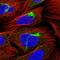 Praja Ring Finger Ubiquitin Ligase 2 antibody, HPA040347, Atlas Antibodies, Immunofluorescence image 