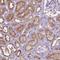 Cadherin 7 antibody, NBP2-49330, Novus Biologicals, Immunohistochemistry paraffin image 