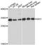 Isoamyl Acetate Hydrolyzing Esterase 1 (Putative) antibody, LS-C748744, Lifespan Biosciences, Western Blot image 