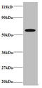 GATE-16 antibody, A51749-100, Epigentek, Western Blot image 