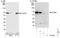 Poly(U) Binding Splicing Factor 60 antibody, NBP1-49906, Novus Biologicals, Western Blot image 