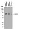 Cell adhesion molecule 4 antibody, MAB41642, R&D Systems, Western Blot image 