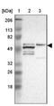 Zinc finger protein GLIS1 antibody, NBP1-83492, Novus Biologicals, Western Blot image 