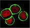 Linker for activation of T-cells family member 2 antibody, GTX23992, GeneTex, Immunocytochemistry image 