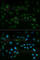 Nuclear Factor, Erythroid 2 Like 2 antibody, A1244, ABclonal Technology, Immunofluorescence image 