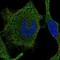 Putative Ras-related protein Rab-42 antibody, HPA050290, Atlas Antibodies, Immunofluorescence image 
