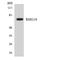 Rho GTPase Activating Protein 18 antibody, LS-C200598, Lifespan Biosciences, Western Blot image 