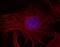 Mouse IgG (H+L) antibody, A27029, Invitrogen Antibodies, Immunofluorescence image 