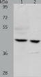 Sphingosine-1-Phosphate Receptor 5 antibody, TA322167, Origene, Western Blot image 