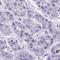 ADAMTS Like 1 antibody, HPA057437, Atlas Antibodies, Immunohistochemistry frozen image 