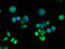 RAS P21 Protein Activator 1 antibody, A63286-100, Epigentek, Immunofluorescence image 