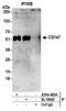 BSG antibody, A304-489A, Bethyl Labs, Immunoprecipitation image 