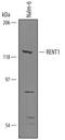 Rent1 antibody, AF5879, R&D Systems, Western Blot image 