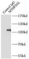Methylenetetrahydrofolate Dehydrogenase (NADP+ Dependent) 1 Like antibody, FNab05402, FineTest, Immunoprecipitation image 