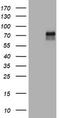 TNF Receptor Superfamily Member 8 antibody, TA801616AM, Origene, Western Blot image 