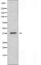 Protein Kinase AMP-Activated Non-Catalytic Subunit Gamma 1 antibody, orb226216, Biorbyt, Western Blot image 