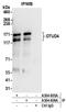 OTU Deubiquitinase 4 antibody, A304-605A, Bethyl Labs, Immunoprecipitation image 