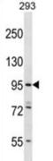 Espin Like antibody, abx026755, Abbexa, Western Blot image 