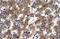 Zinc Finger Protein 551 antibody, 28-438, ProSci, Immunohistochemistry paraffin image 