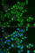 Tachykinin 3 antibody, A6312, ABclonal Technology, Immunofluorescence image 