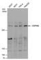 Centrosomal Protein 192 antibody, PA5-78521, Invitrogen Antibodies, Western Blot image 