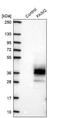 Fas apoptotic inhibitory molecule 2 antibody, NBP2-33537, Novus Biologicals, Western Blot image 