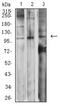 Metabotropic glutamate receptor 2 antibody, NBP2-61834, Novus Biologicals, Western Blot image 