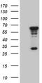 Meiosis Specific Nuclear Structural 1 antibody, TA810320, Origene, Western Blot image 