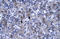 D-Box Binding PAR BZIP Transcription Factor antibody, ARP32195_P050, Aviva Systems Biology, Immunohistochemistry paraffin image 