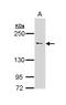 Unc-13 Homolog B antibody, LS-C186195, Lifespan Biosciences, Western Blot image 