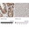 Exportin-5 antibody, NBP1-89605, Novus Biologicals, Immunohistochemistry paraffin image 