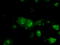 Basigin (Ok Blood Group) antibody, TA501165, Origene, Immunofluorescence image 