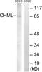 CHM Like Rab Escort Protein antibody, PA5-39382, Invitrogen Antibodies, Western Blot image 