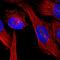 hNinein antibody, HPA005939, Atlas Antibodies, Immunofluorescence image 