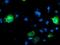 Ribophorin I antibody, MA5-25711, Invitrogen Antibodies, Immunocytochemistry image 