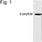 S-tag epitope tag antibody, NBP2-37832, Novus Biologicals, Western Blot image 