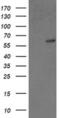 General Transcription Factor IIF Subunit 1 antibody, MA5-25660, Invitrogen Antibodies, Western Blot image 